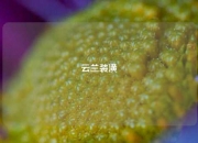 云兰装潢